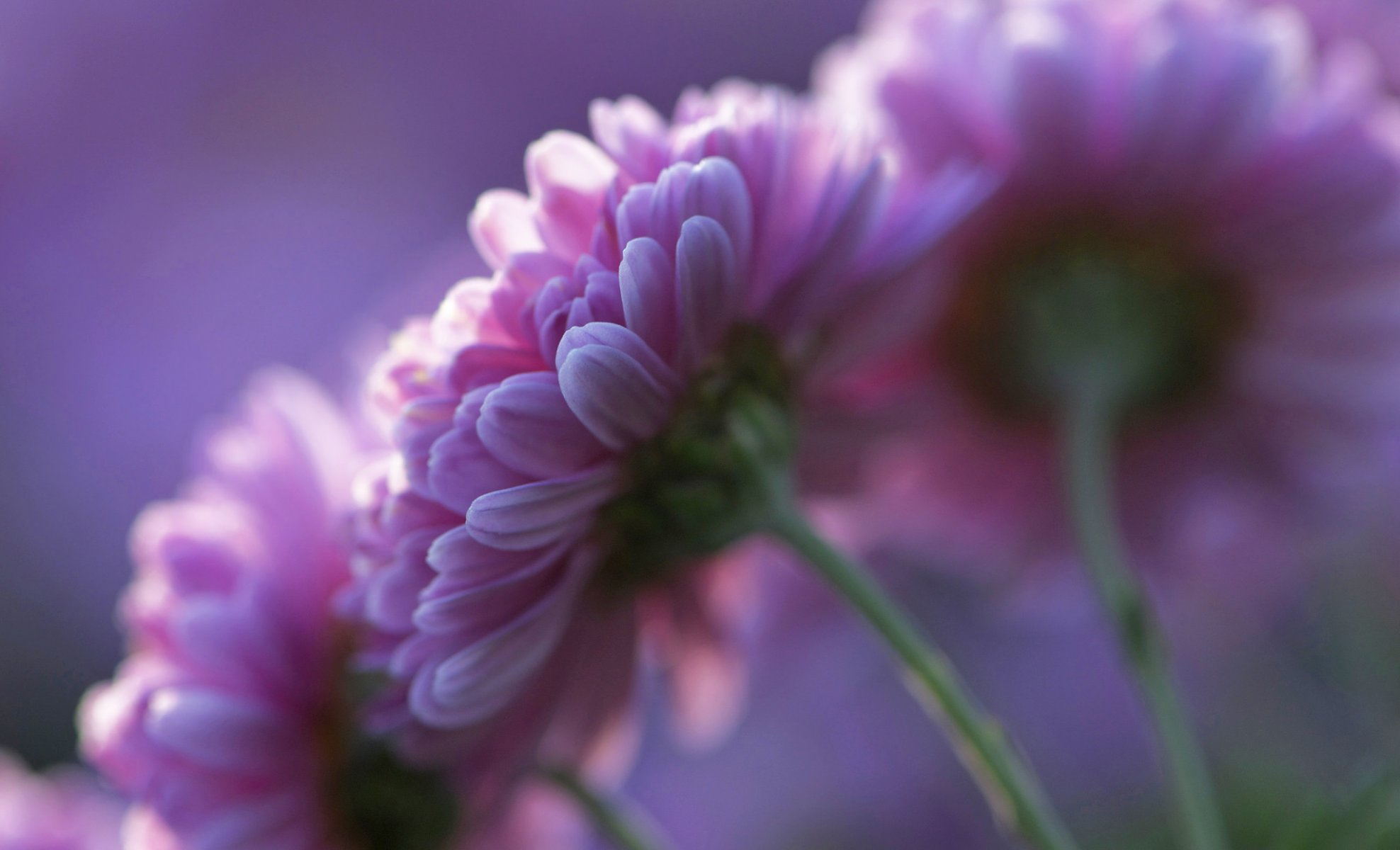 chrysanthèmes rose fleurs pétales violet fond