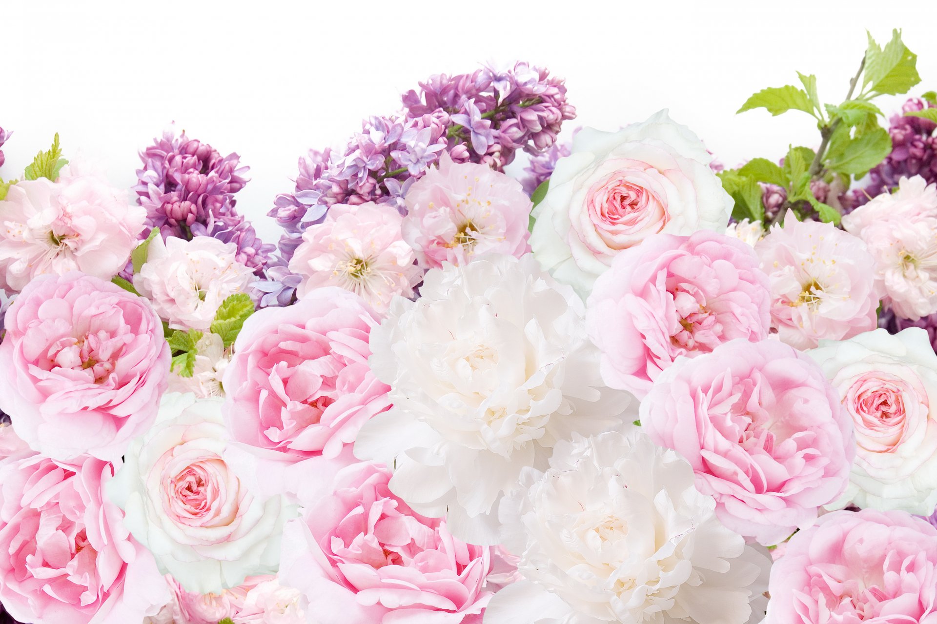 fleurs pivoines roses lilas