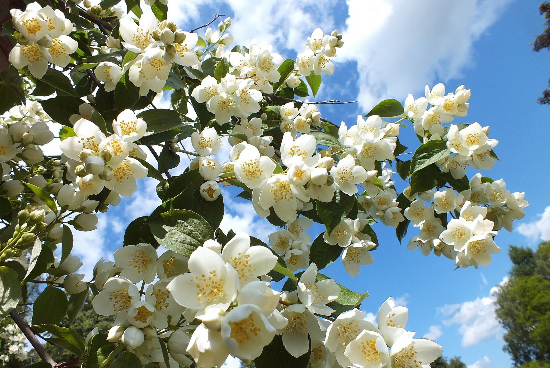 arbre en fleurs fleurs ciel photo