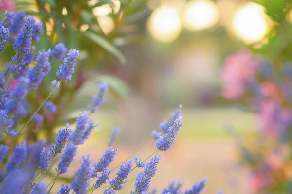Belles fleurs de Lavande bleue