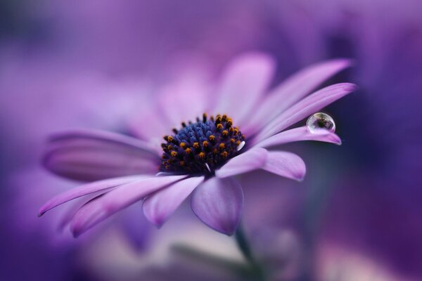Goutte de rosée sur une Marguerite lilas
