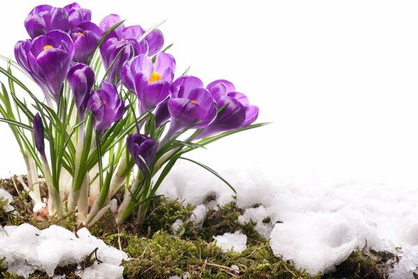 Premiers Crocus sur la protaline dans la neige