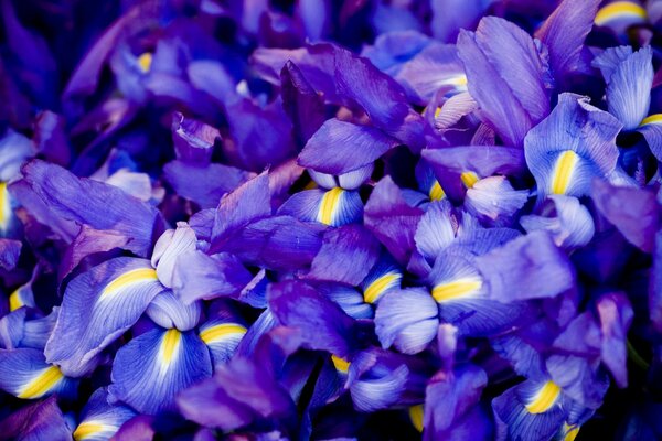 Iris bleu et lilas frais