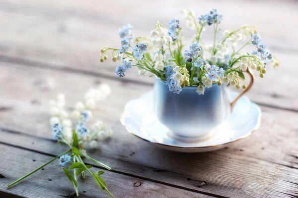 Muguet et Myosotis, un matin frais