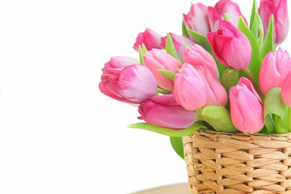 Tulipes roses dans un panier sur fond blanc