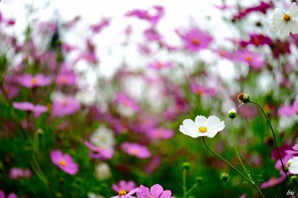 Fleurs sauvages en été dans la nature