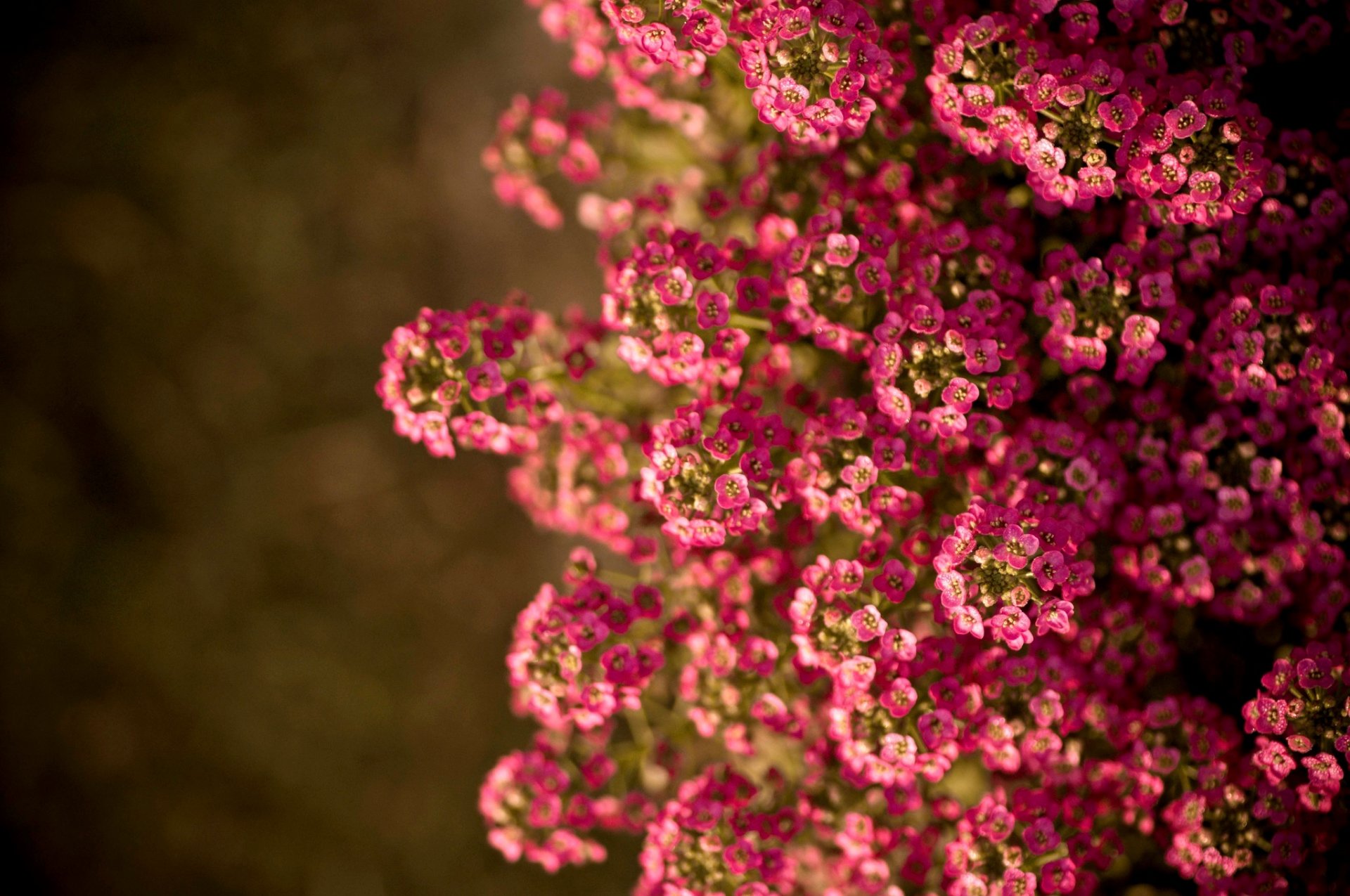 fleurs été soleil nature été