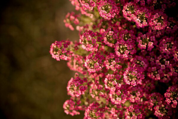 Fleurs d été baignées de soleil