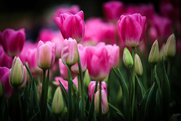 Les tulipes rosées et non ouvertes au bourgeon