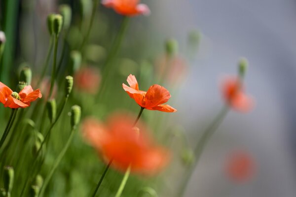 Journée d été et champ avec des coquelicots