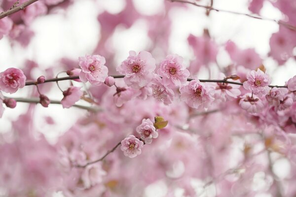 Branche avec des fleurs roses au printemps