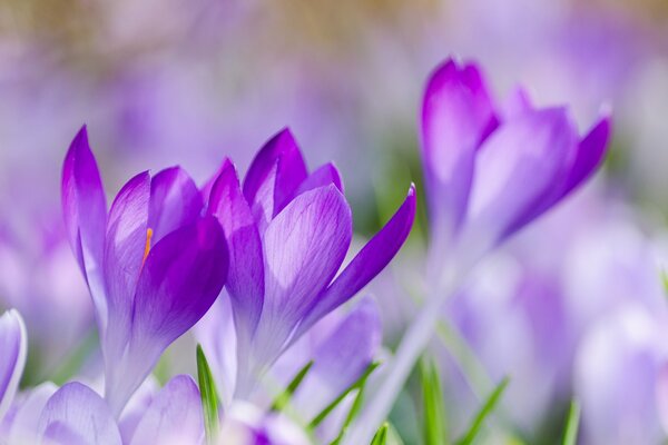 Crocus lilas dans une Prairie printanière
