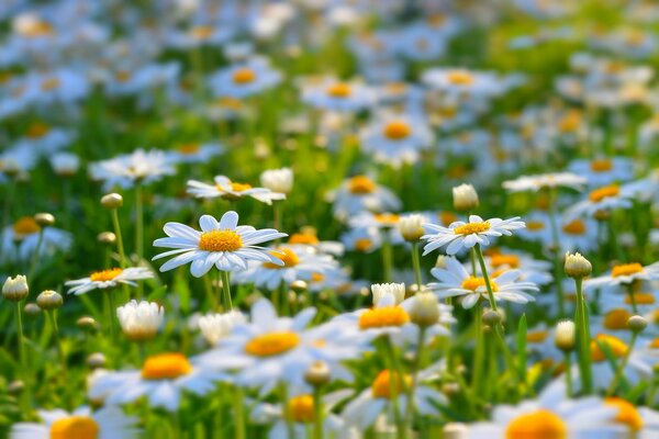 Clairière d été de jolies marguerites