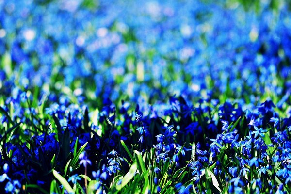 La clairière est pleine de couleurs vives