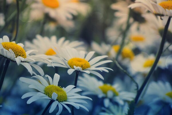 Dans la volonté de camomille incroyablement belle
