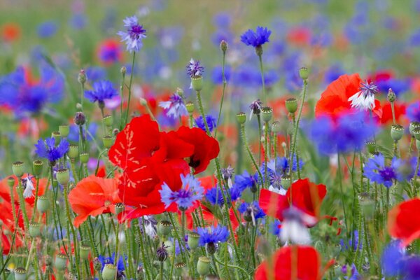Plus champ de coquelicots et de vasels