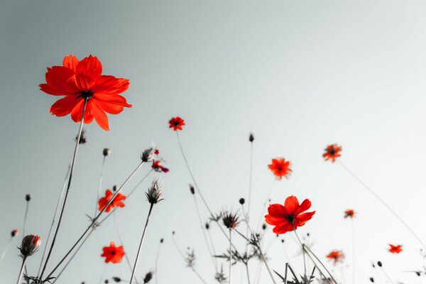 Fleurs rouges sur fond gris