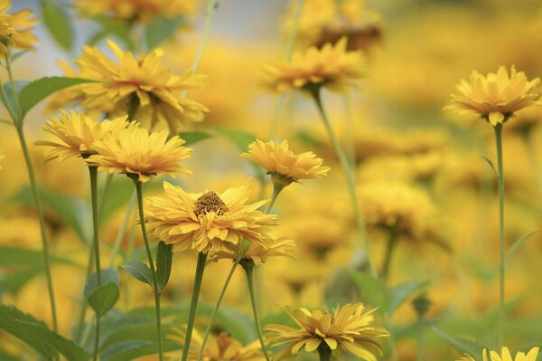 Fleurs jaunes sur fond flou
