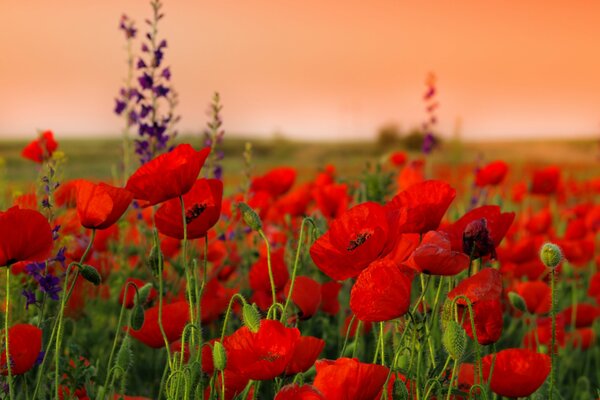 Tiges et fleurs de pavot au coucher du soleil