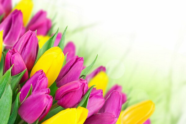 Tulipes jaunes et roses le 8 mars