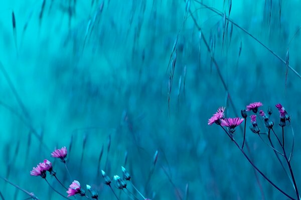 Bleu et lilas a fière allure
