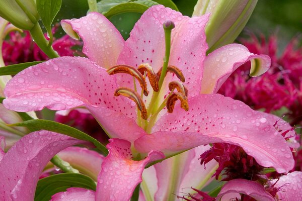 Lys rose tendre avec des gouttes de rosée