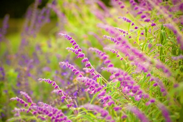 Épillets lilas de sauge en fleurs dans les herbes vertes
