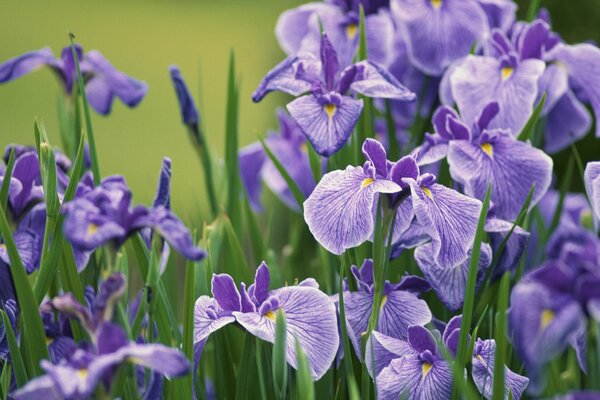 Fleurs lilas dans le champ