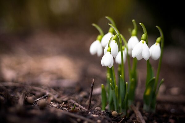 Photo de perce-neige au début du printemps