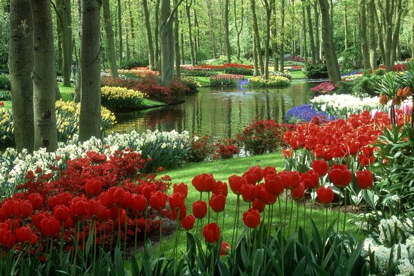 Jardin de tulipes aux pays-bas