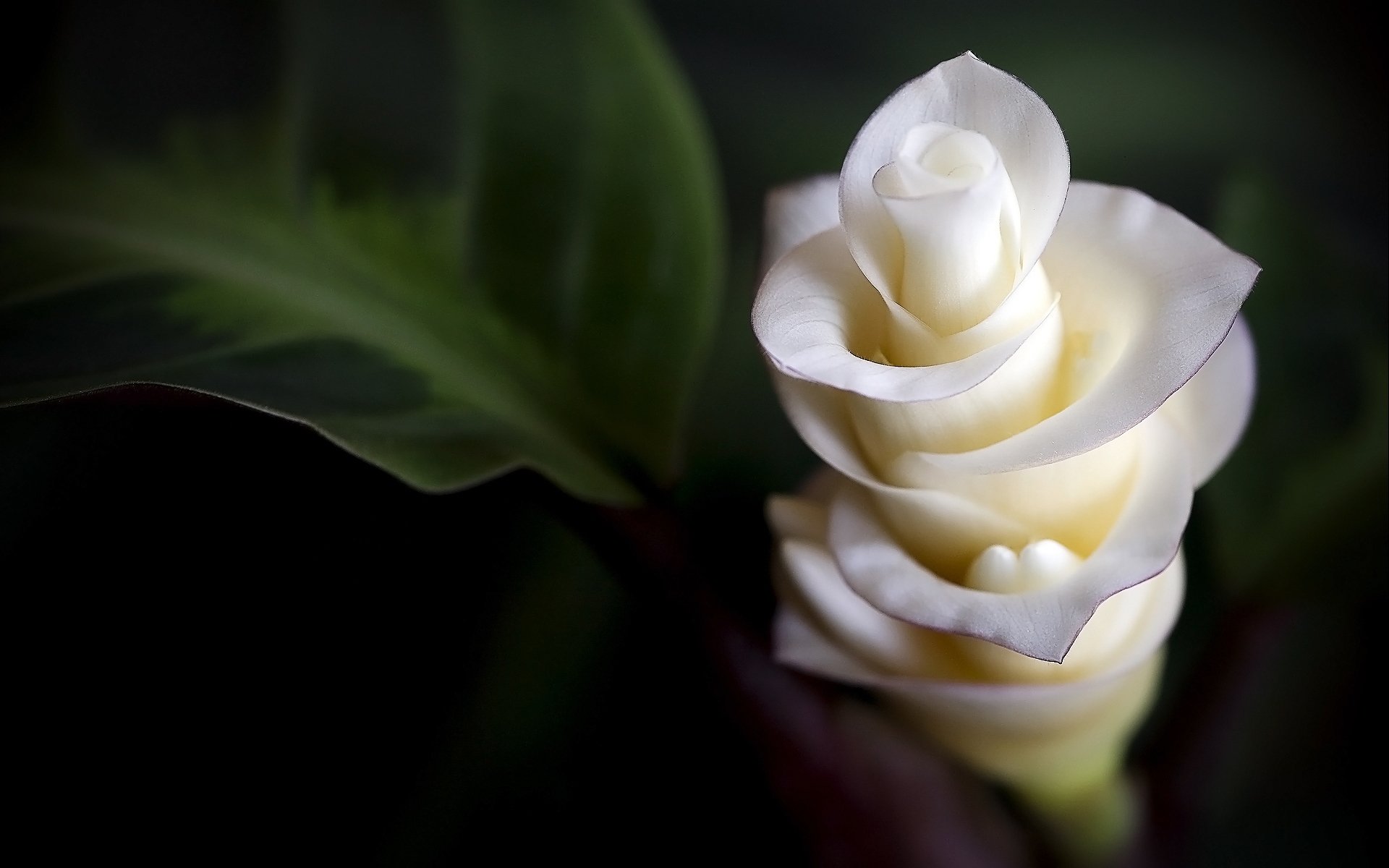 fleurs tendresse gros plan pétales