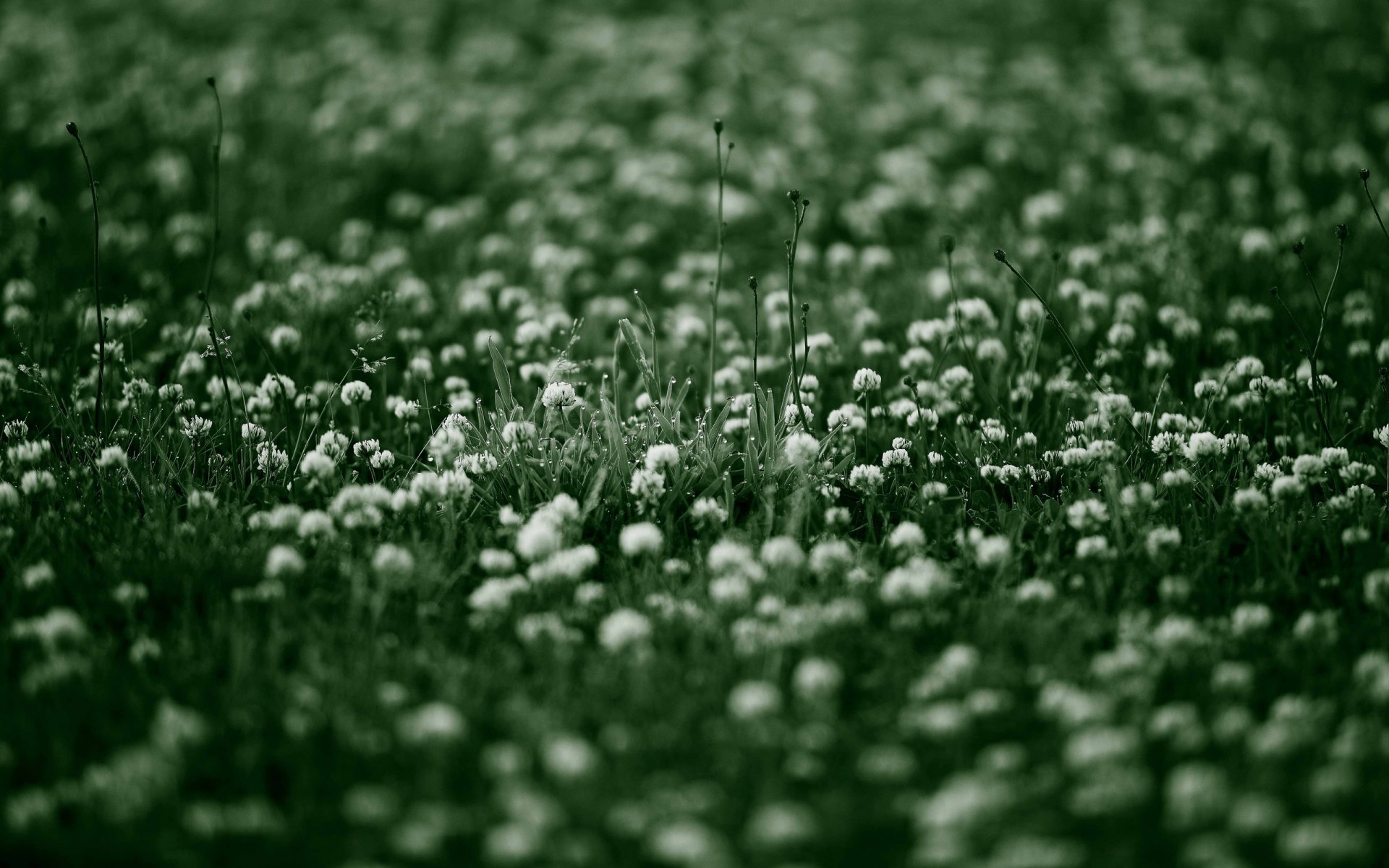 fleurs sauvages fleurs fleur nature herbe matin rosée verdure fraîcheur