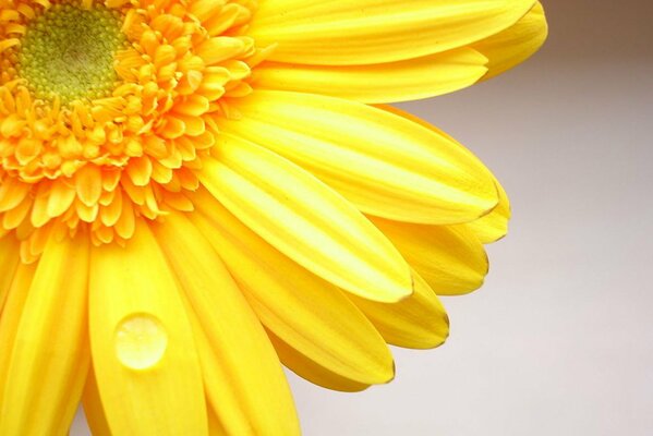 Gerber de fleur jaune juteuse sur gros plan