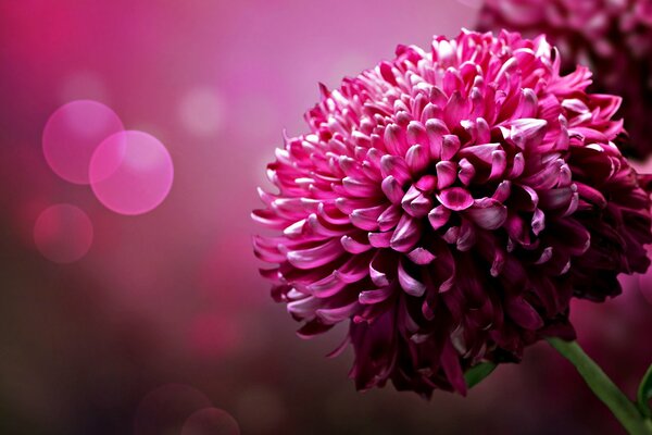 Joli chrysanthème avec fond rose
