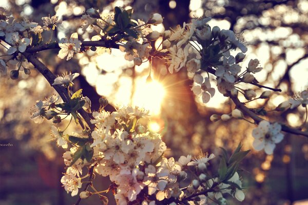 Branche de cerisier en fleurs dans les rayons du coucher du soleil