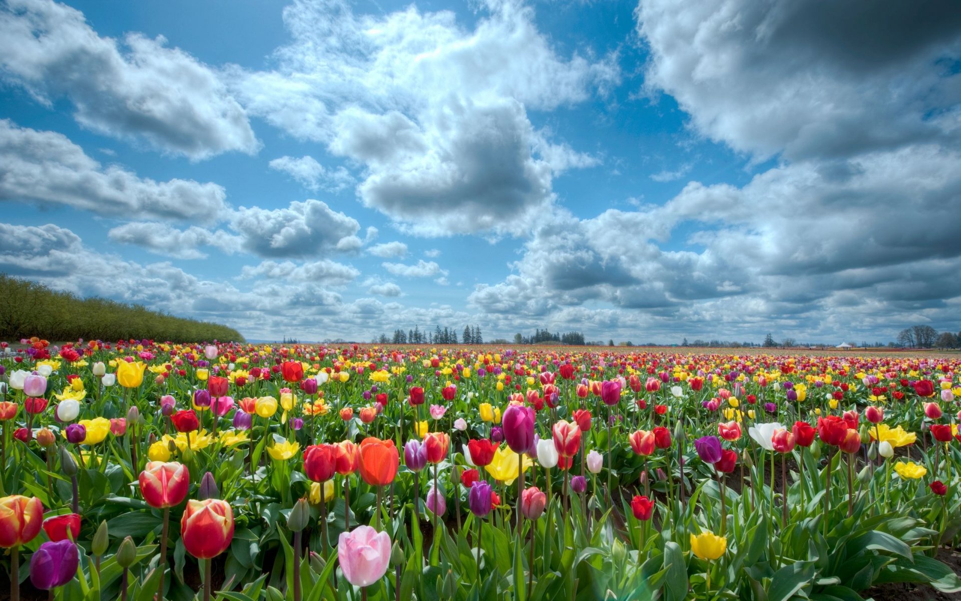 nature champ ciel tulipes