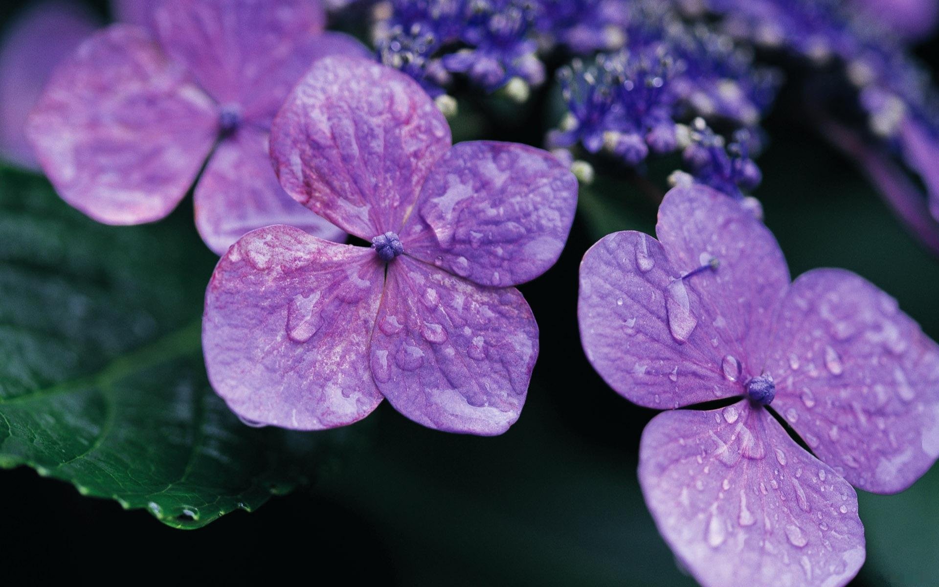 fleurs pétales plante violet mauve gouttes rosée