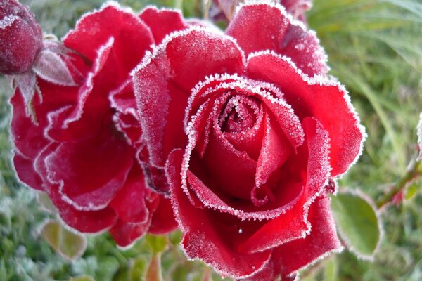 Roses rouges avec du givre sur les bords des pétales