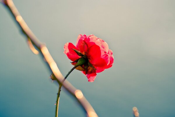 Belle rose solitaire rouge