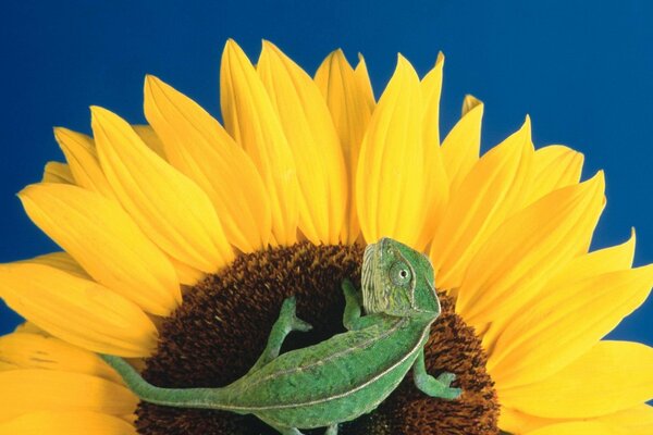 Petit lézard sur une fleur de tournesol