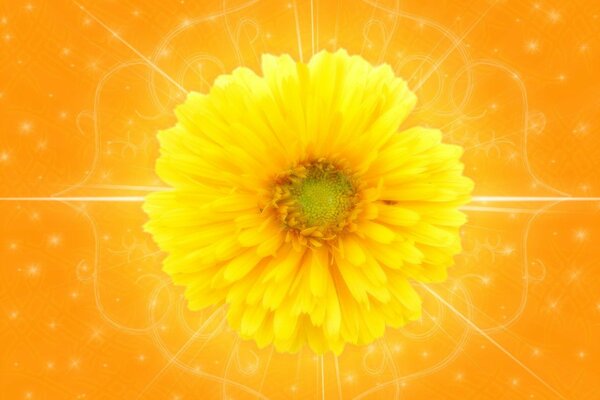 Économiseur d écran de bureau de fleur jaune
