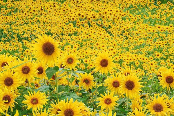 Grand champ de tournesols en fleurs