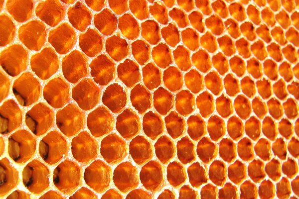 Photo de nid d abeille vide