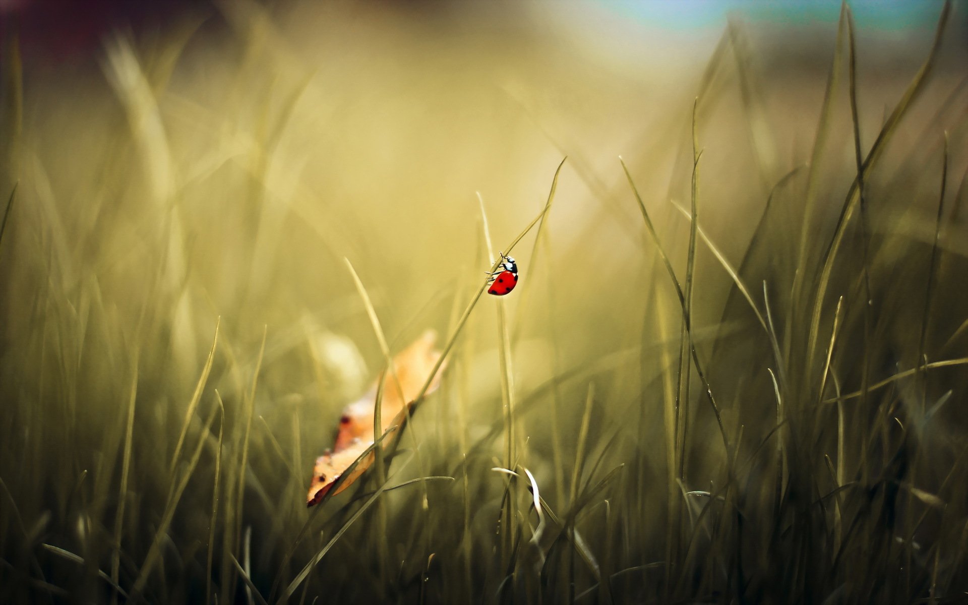 coccinelle fond nature