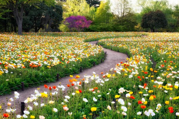 Une clairière de fleurs. Été et parc