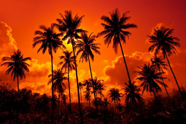 Cocotiers sur fond de coucher de soleil