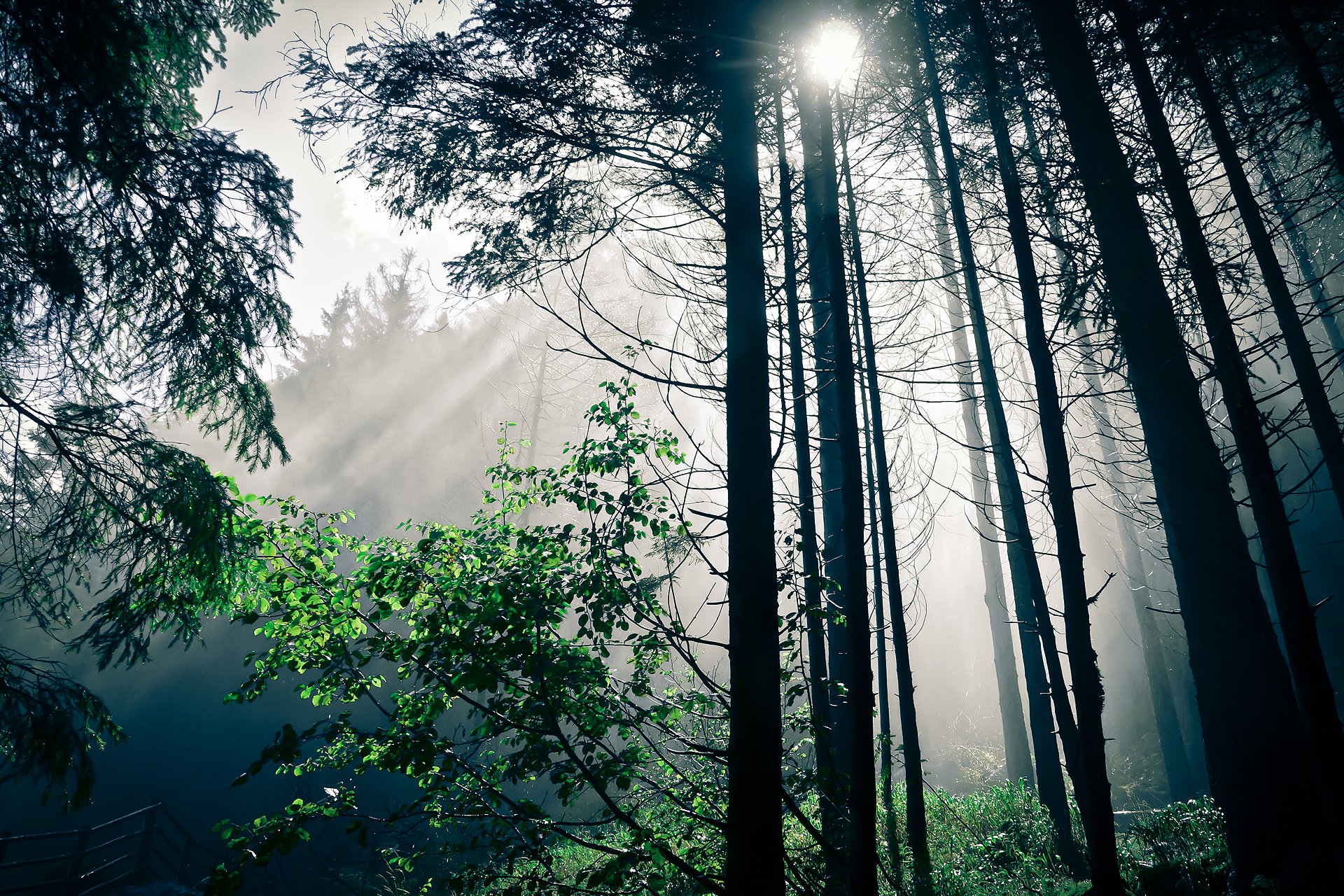 nature forêt lumière arbres soleil