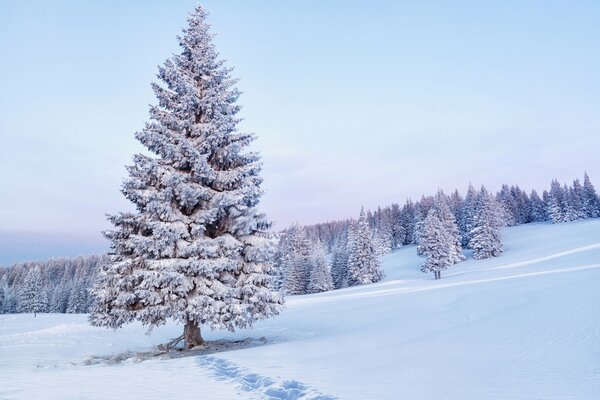 Épinette d hiver dans le champ