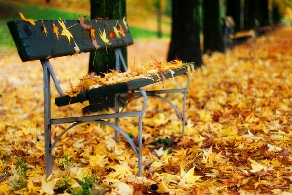 Banc dans les feuilles. Parc d automne