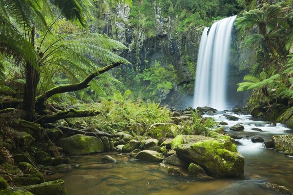 Cascade dans la forêt en été